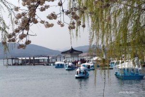 경주 벚꽃길