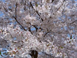 렉싱턴 호텔, 벚꽃 축제 패키지 선보여 [렉싱턴호텔]