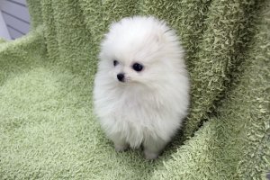 포메라니안분양2
