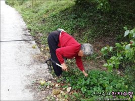[햇밤] 햇밤 줍는 여인(?) 울 엄니