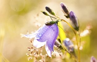 아픈 사랑일수록 그 향기는 짙다 - 도종환