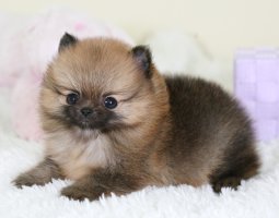 애견분양사이트4