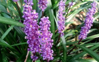 맥문동 효능 및 먹는 방법