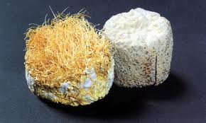 표고버섯균사체2