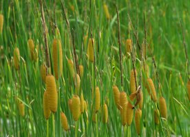 6월 12일 / 부들(Cattail)