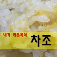차조1