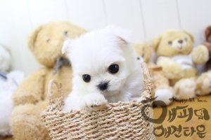 포항강아지분양1