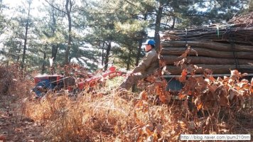 땔감나무5
