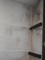 곰팡이없애는방법1