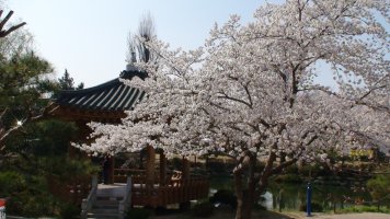 경주 벚꽃의 향연..