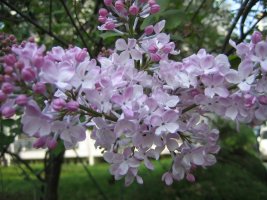 라일락꽃 향기로운 계절입니다...^^