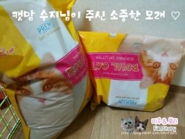 ［고마운 캣맘님들♡］홍실이는 구내염환묘입니다..다음달 치료 시작전 많은 응원속에 다시한번 감사드립니다~~!!♡