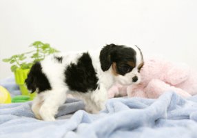 미니강아지분양1