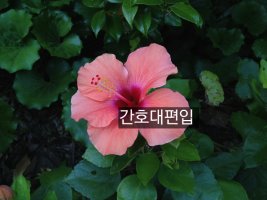 간호대편입3