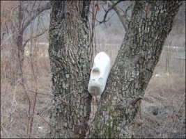 대추나무시집보내기