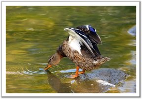 사회복지실습신청3