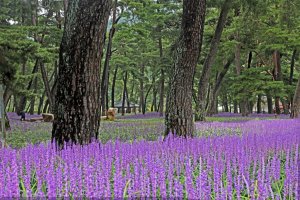 맥문동 꽃이 만발한 송림