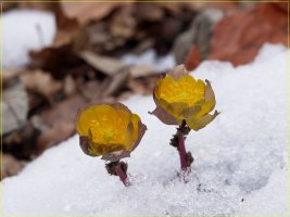 변산바람꽃/ 복수초