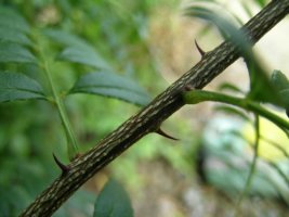 산초나무와 제피나무 구별