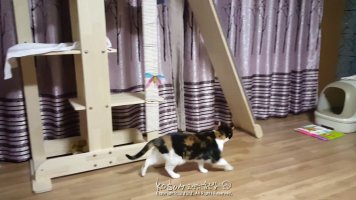 캣타워추천1