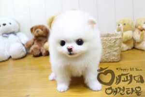 포항강아지분양2