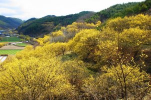 산수유 이미지