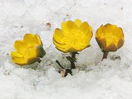봄의 향기를 전하는,,,,눈속의 노란 복수초