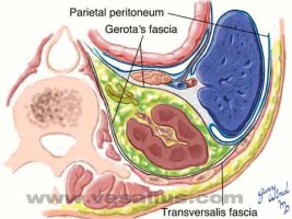 renal fascia(콩팥근막) / renal fascia(detail)(콩팥근막,자세히)