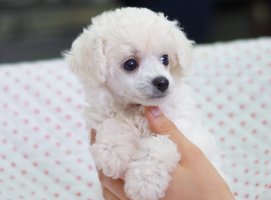 강남구강아지분양5