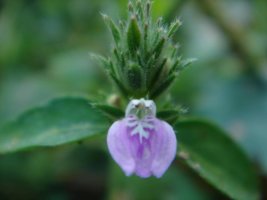 쥐꼬리망초(Justicia procumbens)