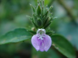 쥐꼬리망초(Justicia procumbens)