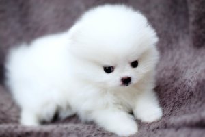 포메라니안분양4