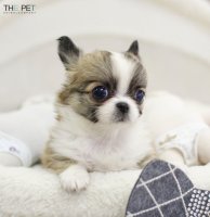 장모치와와분양2