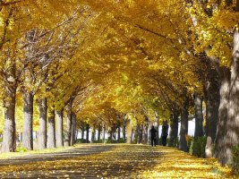 시원스런 은행단풍 길(현충사)