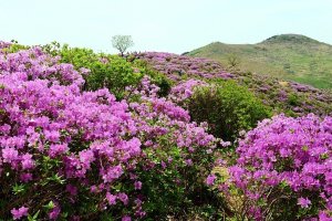 황매산 철쭉