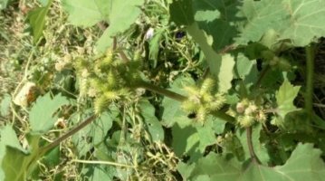 도꼬마리먹는법2