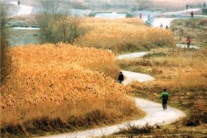 바람 속에서 / 이성선