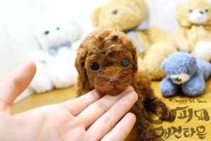 포항강아지분양1