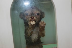 치와와무료분양1