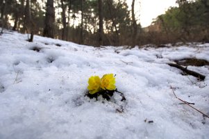 설중 변산바람꽃과 복수초.