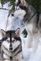 시베리안허스키1