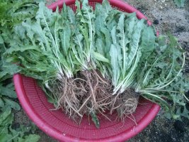 생민들레를 수확 중[토종 하얀민들레 뿌리까징]