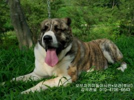 대형견분양사이트2