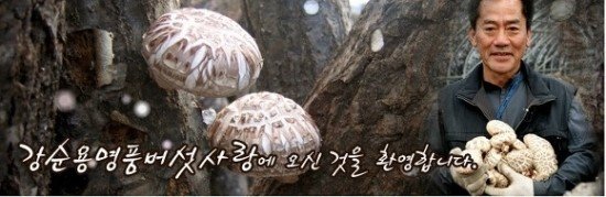생표고버섯1