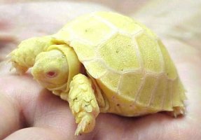 꺄 노란거북이 ★ 고양이토끼로변신★ 얼음마차 ← 짱신기