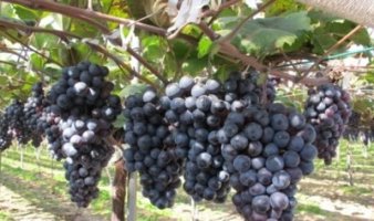 포도가격5
