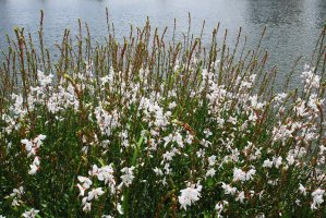 가우라 (백접초, 흰바늘꽃)
