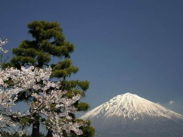 日本 富士山의 봄 풍경