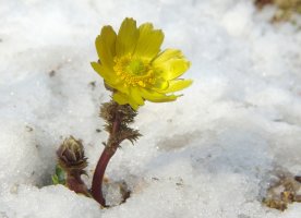 2월 11일 / 복수초(Amur adonis)