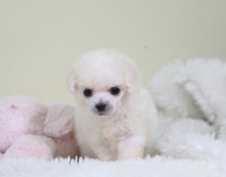 티컵강아지분양2